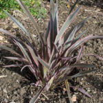 <em>Phormium</em> 'Pink Stripe' (v) 24/03/2017