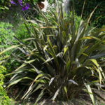 <em>Phormium</em> ‘Pink Stripe’ 15/07/2021