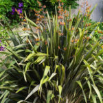 <em>Phormium</em> ‘Pink Stripe’ 18/06/2022