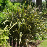 <em>Phormium</em> ‘Pink Stripe’ 24/05/2022