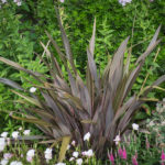 <em>Phormium</em> ‘Pink Stripe’ 21/06/2018