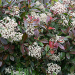 <em>Photinia x fraseri</em> 'Red Robin' 29/04/2014