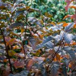 <em>Physocarpus opulifolius</em> 'Red Baron' 01/11/2025