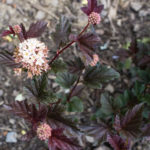 Première année de floraison