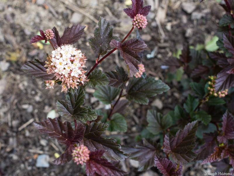 bekymre Palads helgen Physocarpus opulifolius 'Red Baron' – Papi Joe's Garden