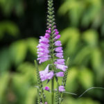 A truly obedient plant!