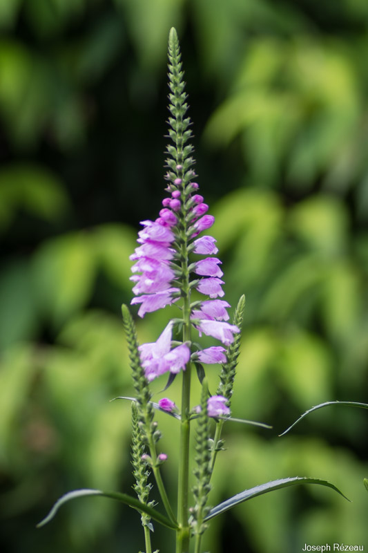 A truly obedient plant!