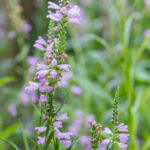 <em>Physostegia virginiana</em> 'Bouquet rose' 31/07/2022