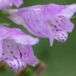 <em>Physostegia virginiana</em> 'Bouquet rose' 31/07/2022