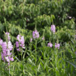 <em>Physostegia virginiana</em> ‘Bouquet rose’ 17/07/2018