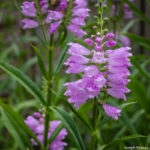 <em>Physostegia virginiana</em> ‘Bouquet rose’ 22/07/2018