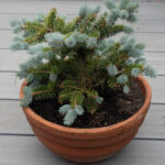<em>Picea pungens</em> Glauca Globosa 16/05/2026