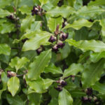 <em>Pittosporum tenuifolium</em> ??? 07/04/2019