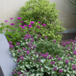 <em>Pittosporum tenuifolium</em> 24/05/2015