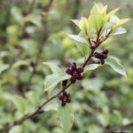 <em>Pittosporum tenuifolium</em> 'Green Elf' 17/04/2017