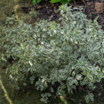 Just planted in the extended West border in replacement for the tree mallow 'Barnsley'