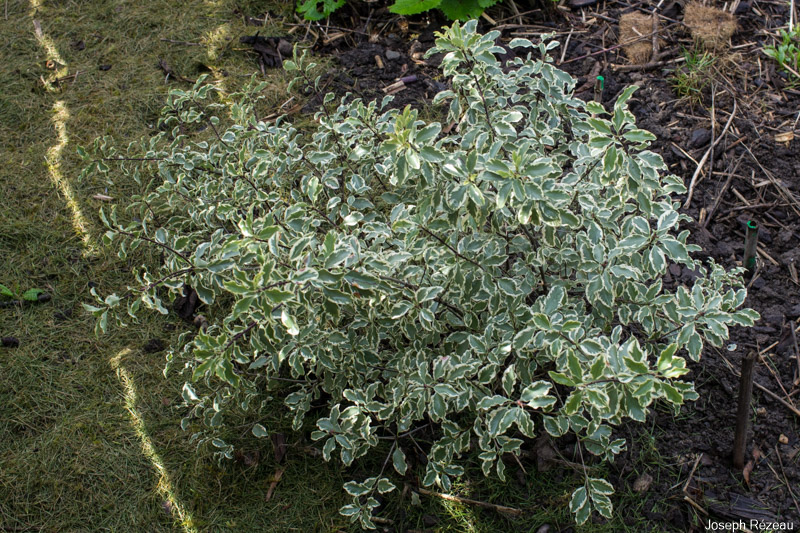 Just planted in the extended West border in replacement for the tree mallow 'Barnsley'