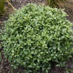 <em>Pittosporum tenuifolium</em> ‘Golf ball’ 26/05/2025