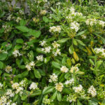 <em>Pittosporum tobira</em> 21/05/2016