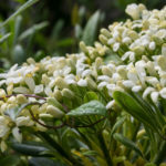 Flowers (detail)