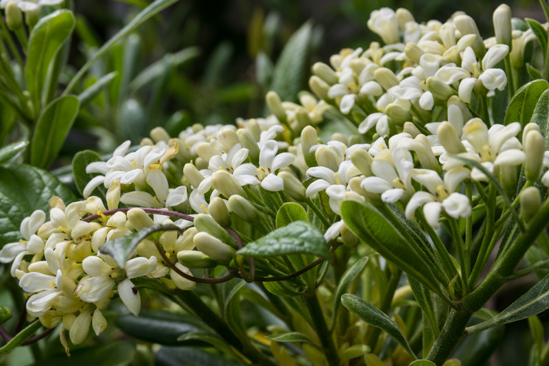 Floraison (détail)