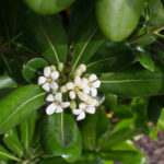 <em>Pittosporum tobira</em> 24/05/2015