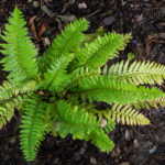 <em>Polystichum aculeatum</em> 20/08/2020