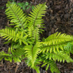 New specimen planted under the pergola in May of 2022