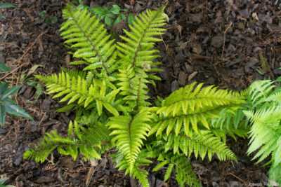 New specimen planted under the pergola in May of 2022