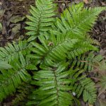 <em>Polystichum polyblepharum</em> 13/05/2025