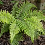 <em>Polystichum polyblepharum</em> 14/04/2024