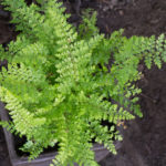 <em>Polystichum setiferum</em> 'Plumosum Densum' 17/09/2020