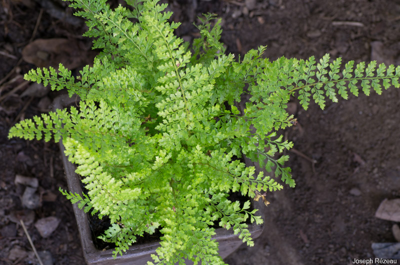 at planting under the pergola