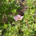 <em>Potentilla fruticosa</em> Princess 19/05/2023