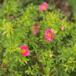 <em>Potentilla fruticosa</em> ‘Bellissima’ 03/07/2021