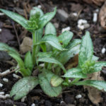 <em>Pulmonaria x</em> 'Majesté' 03/03/2021