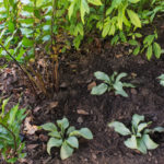 at planting under the pergola