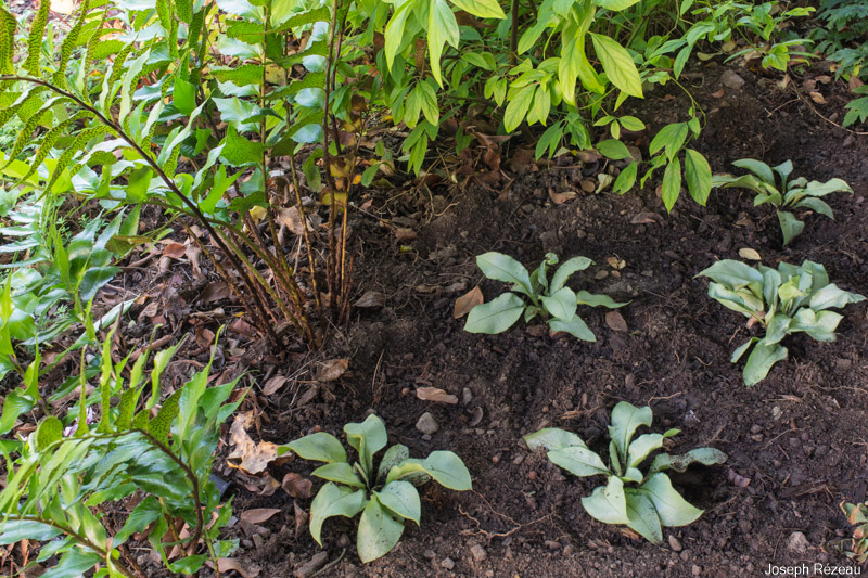 at planting under the pergola