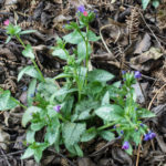 <em>Pulmonaria x</em> 'Majesté' 29/03/2022