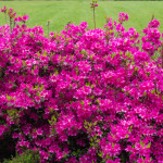 <em>Rhododendron japonica</em> 'Amoena Coccinea' 28/04/2015