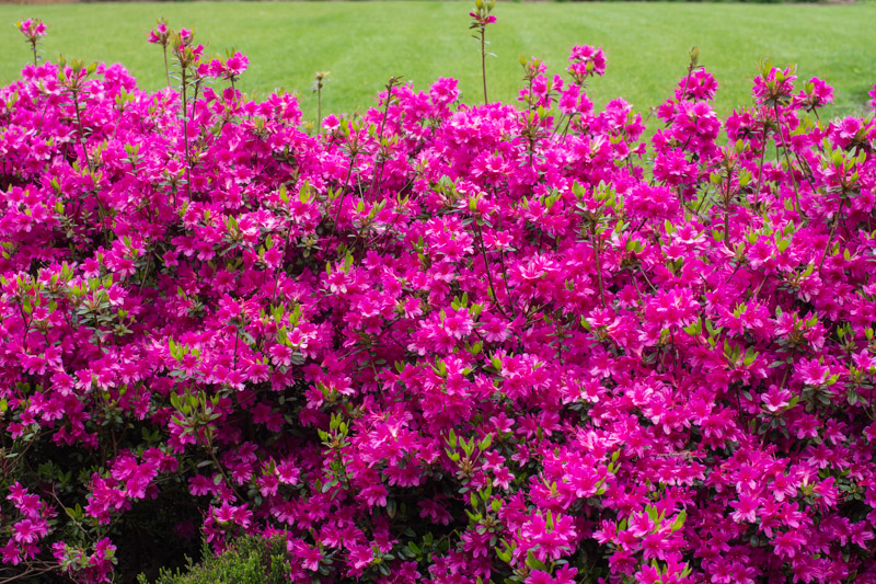 Rhododendron japonica 'Amoena Coccinea' 28/04/2015