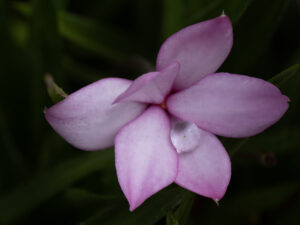 La fleur sans coeur qui pleure...