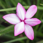 <em>Rhodohypoxis milloides</em> 'Pintado' 01/08/2021