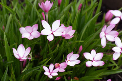 début floraison début mai 2026