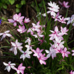 <em>Rhodohypoxis milloides</em> 'Pintado' 24/05/2022