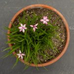 <em>Rhodohypoxis milloides</em> 'Pintado' 28/05/2025