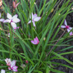 <em>Rhodohypoxis milloides</em> 'Pintado' 29/07/2021