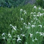 <em>Rhynchospora colorata</em> 30/09/2025
