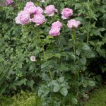 <em>Rosa Floribunda</em> Alexandra David-Neel 06/06/2025