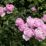 <em>Rosa Floribunda</em> Alexandra David-Neel 06/06/2025